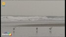 Gebroeders Ko - Duiken in de zee