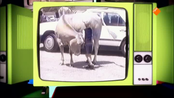 Beesten Bloopers Beesten Bloopers - Beesten Bloopers 2013 -14