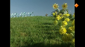 Teletubbies Teletubbies