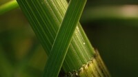 Taai zijn als een plant (Dat willen wij ook!)
