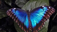 Kleuren als een vlinder (Dat willen wij ook!)