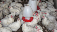 Antibiotica alarm (Zembla)