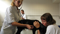 Dierenliefde