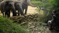 De volzinnen van de olifant