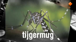 Afbeelding van Muggen 