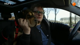 Afbeelding van Bestaat de hypoallergene hond?