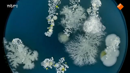 Afbeelding van Eert uw bacteriën 