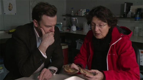 Vissen op coquilles