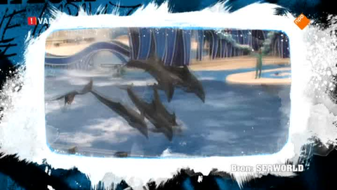 Dolfinarium