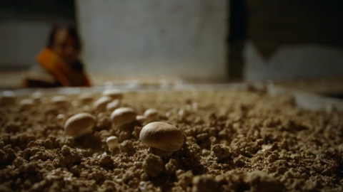 Champignon