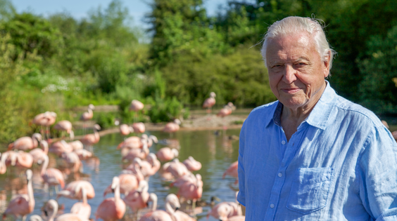 Afbeelding van David Attenborough's Rariteitenkabinet