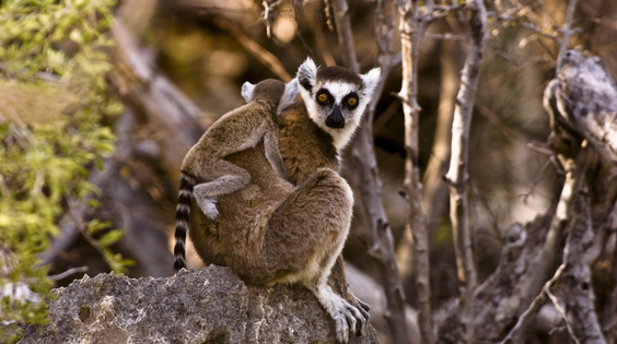 Afbeelding van Natuur op 2: Madagascar