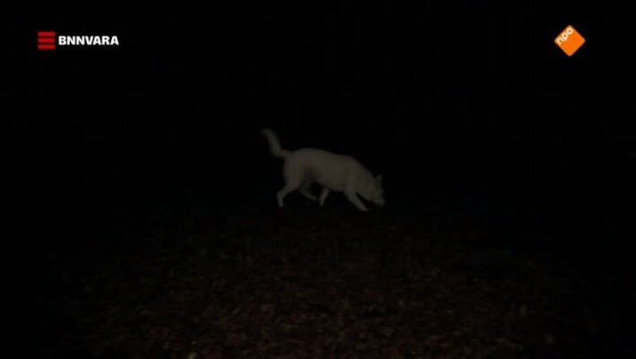 Typisch Wielenpôlle - 24 januari 2018