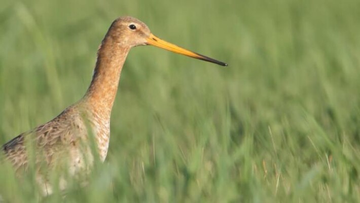 Vroege Vogels TV | 24 mei 2019 | Weidevogels in Skrok