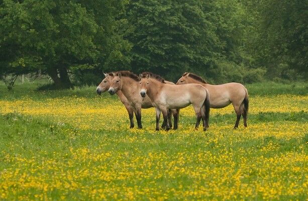 Hoe Nederlanders het przewalskipaard redden