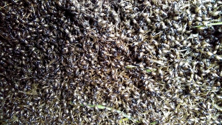 Invasie van mestkevers