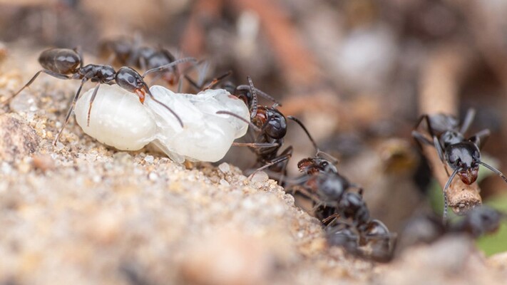 Exotische mier als huisdier