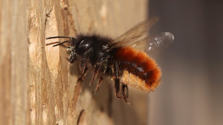 Metselbijen in de boomgaard