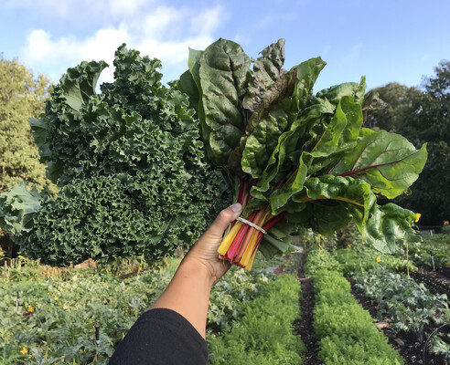 Bodemzicht: Regeneratieve boerderij