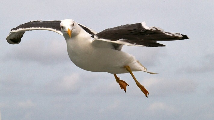 Wat Eet Een Meeuw Vroege Vogels Bnnvara