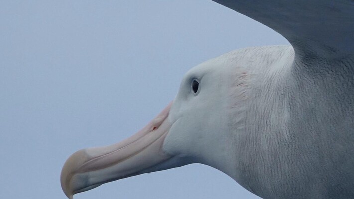 Wat heeft de albatros met atoomproeven te maken?