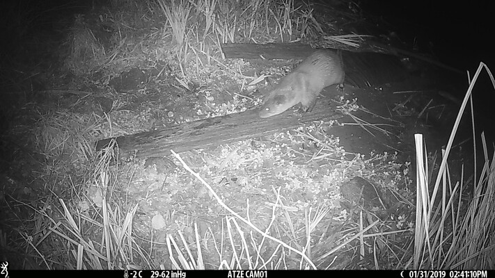 Na 50 jaar is de otter terug in Amsterdam