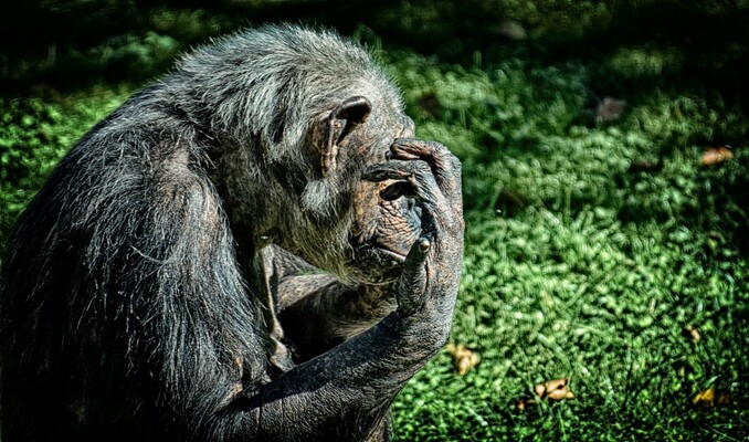 Cultuur van chimpansees: grassprietjes en high fives