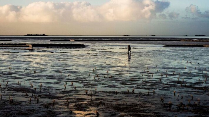 Silence of the Tides: een documentaire over de Waddenzee