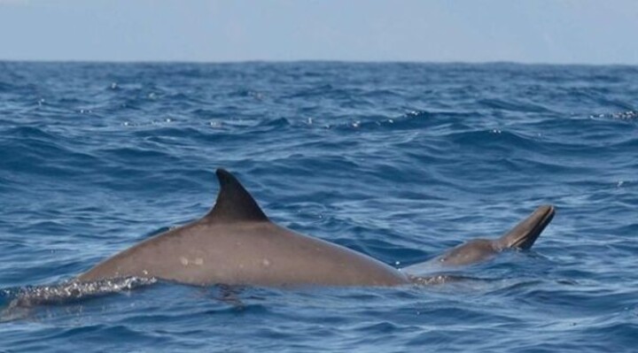 Snelle spitssnuitdolfijnen jagen in de diepzee