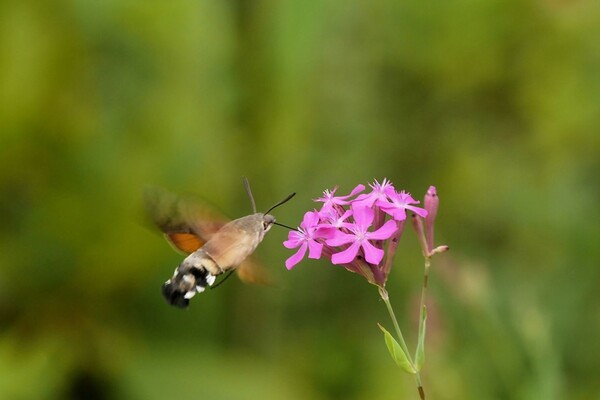 Kolibrievlinder vult de fenolijn