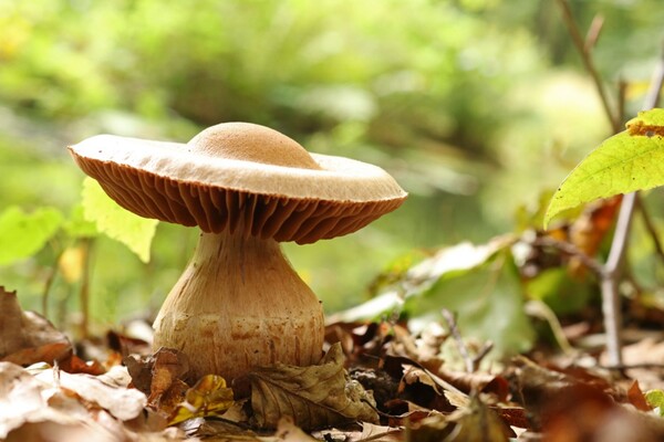 Hoe reageert een paddenstoel op stikstof?