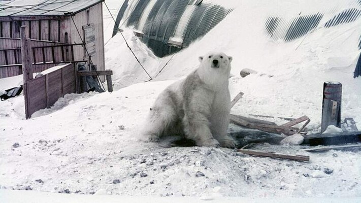 Een jaar bij de ijsberen 1968-1969