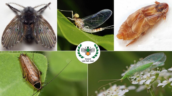 Deze insecten maken kans op de titel 'Insect van het jaar'