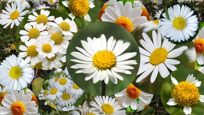 Niet elk wit bloemetje met een geel hart is een madeliefje - Vroege