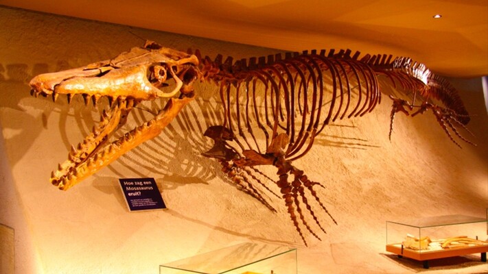 Mosasaurus was dol op zeevruchtenbanket