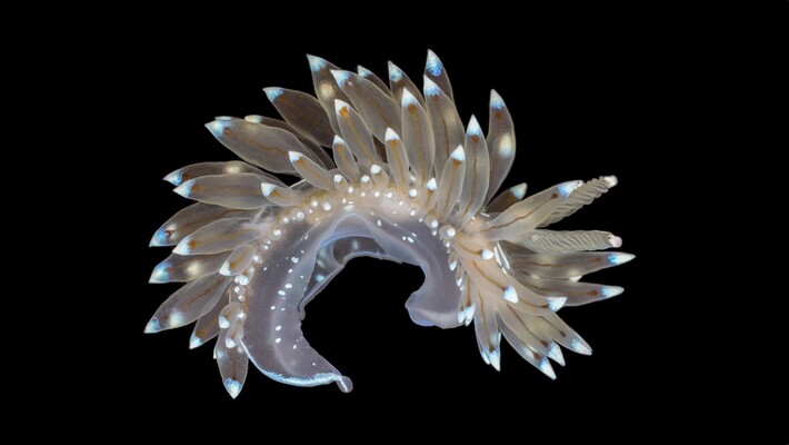 Van blauwtipje tot blaasjeskrab: de pracht van kleine zeedieren