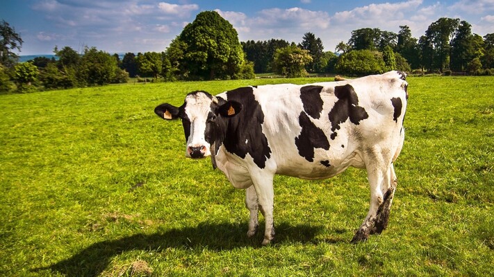 Wat de winst van de PVV betekent voor natuur en milieu