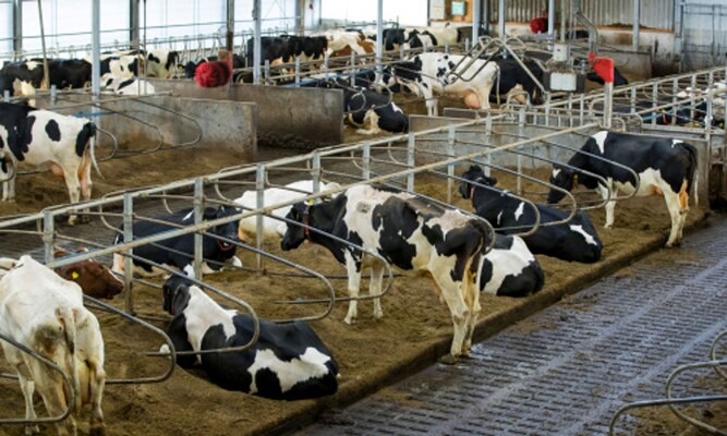 Is mestvergisting de oplossing? - Vroege Vogels