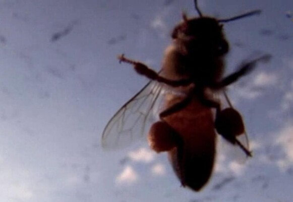 Zembla - Moord op de honingbij
