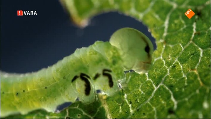 Vroege Vogels - 1 september 2015