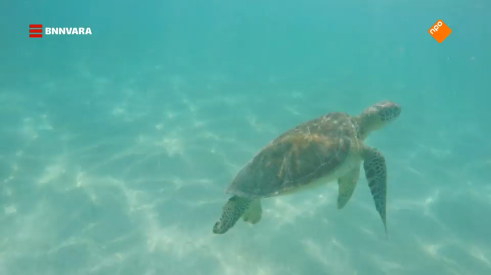 Zwemmen met zeeschildpadden