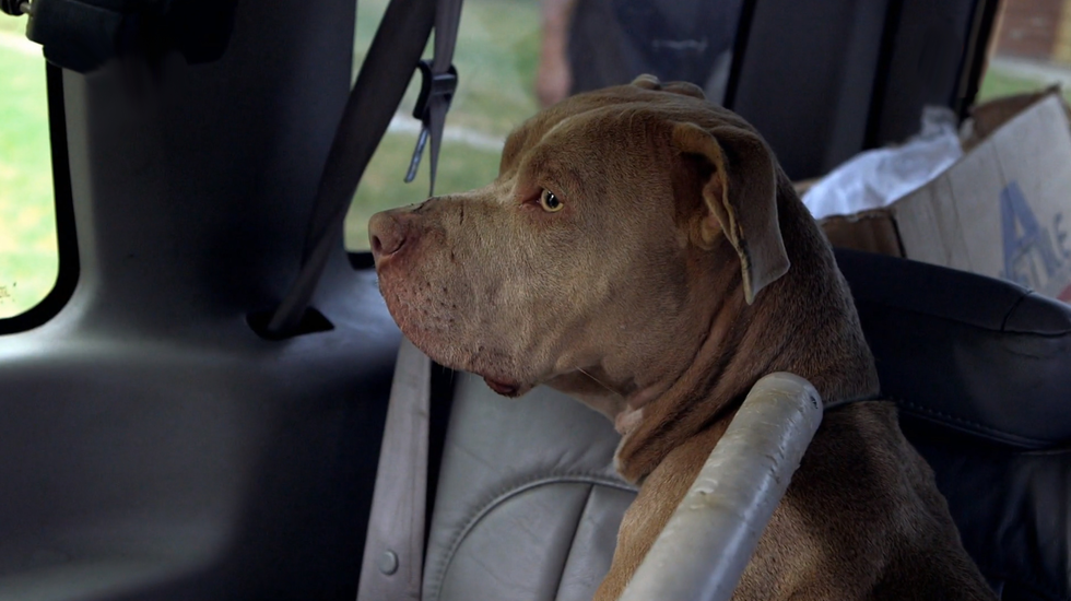 Louis Theroux: LA Stories - City of dogs