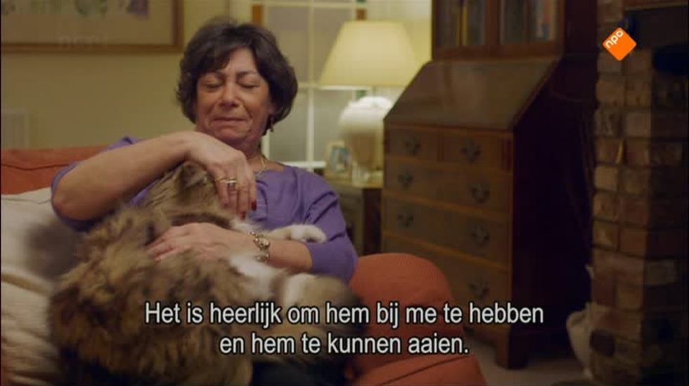 Afbeelding van Het geheime leven van de kat