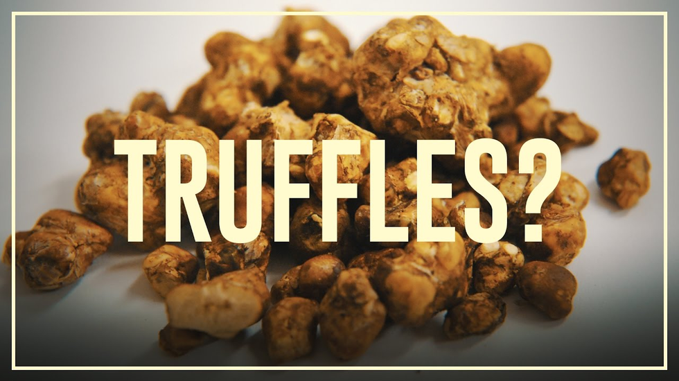 Drugslab AFL. 18A | Truffels (psilocybine) - Do's en don'ts