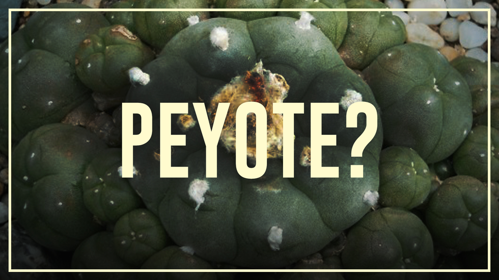 Drugslab AFL. 20A | Peyote (mescaline) – Do’s and don’ts
