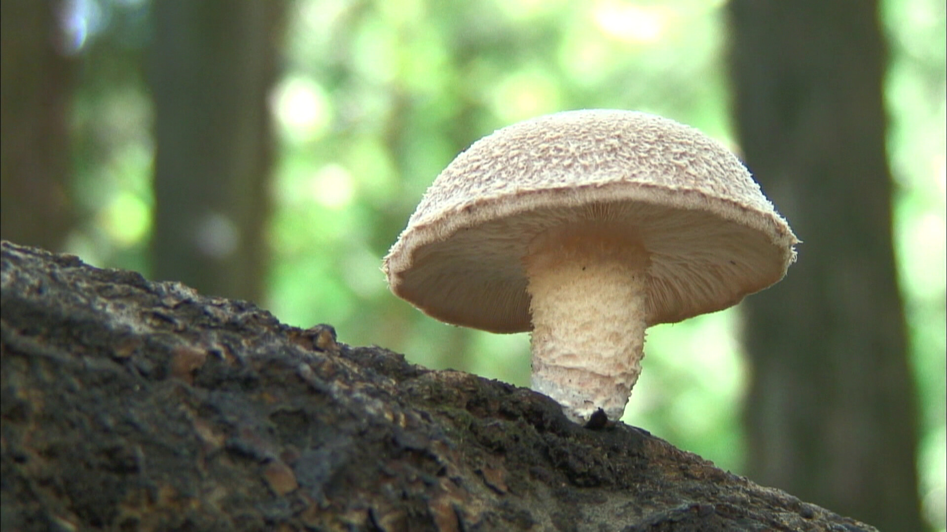 Schooltv: De shiitake - Een paddenstoel met een bruine hoed