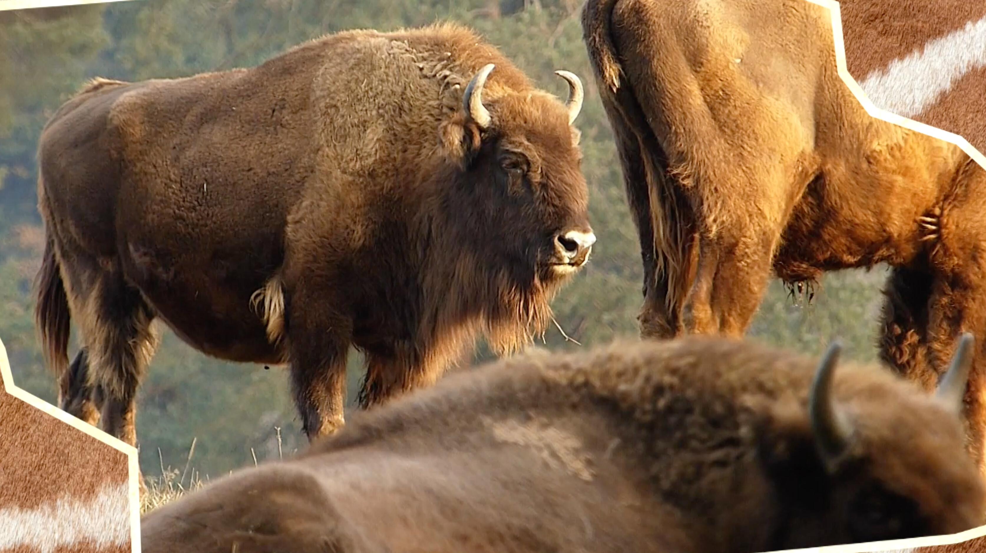 Schooltv: Poep van een wisent - Een slanke bizon