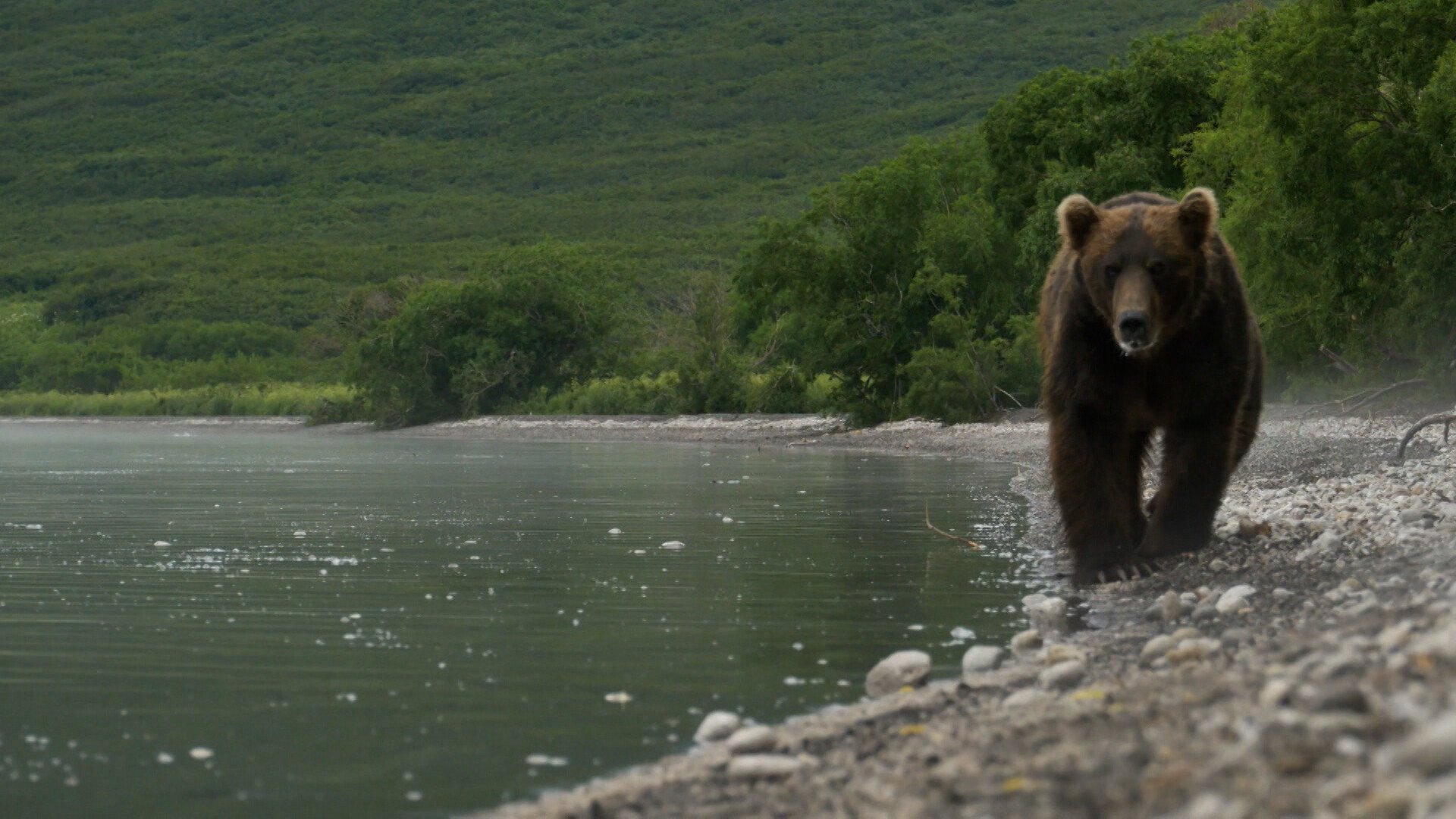 Bloedbad Kwade trouw Outlook Schooltv: Hoe leeft de bruine beer? - Een roofdier in Europa