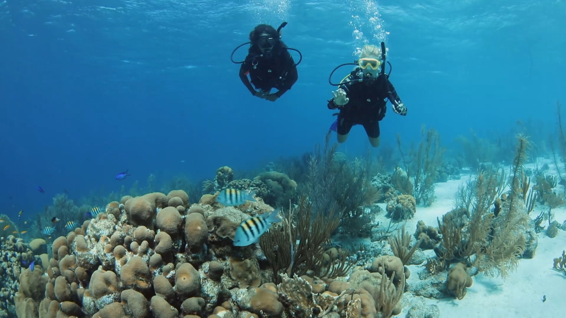 Schooltv Hoe belangrijk is koraal? Een plantje en een diertje in één