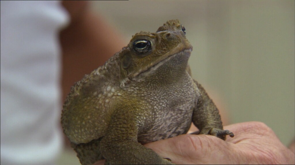 Schooltv De Hawaiiaanse pad Een giftig plaagdier